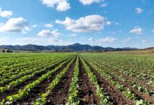 قیمت خرید لئوناردیت کرمان و یزد | فروش کود لئوناردیت کشاورزی فله معدن کاوان