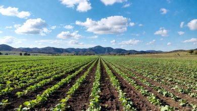 قیمت خرید لئوناردیت کرمان و یزد | فروش کود لئوناردیت کشاورزی فله معدن کاوان